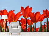 Fototapete Rote Tulpen XL