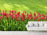 Fototapete Rotes Tulpenfeld im Sonnenlicht