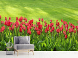 Fototapete Rotes Tulpenfeld im Sonnenlicht