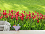 Fototapete Rotes Tulpenfeld im Sonnenlicht