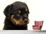 Fototapete Rottweiler Welpe zum Verlieben