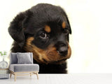 Fototapete Rottweiler Welpe zum Verlieben