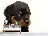 Fototapete Rottweiler Welpe zum Verlieben