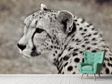 Fototapete Schöner Gepard