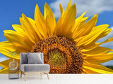 Fototapete Sonnenblume in XXL