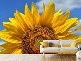 Fototapete Sonnenblume in XXL