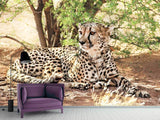 Fototapete Sonnender Gepard