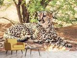 Fototapete Sonnender Gepard