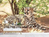 Fototapete Sonnender Gepard