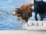 Fototapete Spielende Hunde