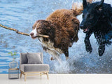 Fototapete Spielende Hunde