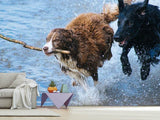 Fototapete Spielende Hunde