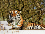 Fototapete Stolzer Tiger
