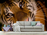 Fototapete Tiger Gesicht
