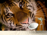 Fototapete Tiger Gesicht