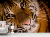 Fototapete Tiger Gesicht
