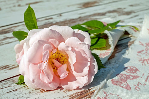 Fototapete Wildrose in rosa