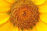 Fototapete Wunderschöne Knospen der Sonnenblume
