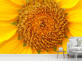 Fototapete Wunderschöne Knospen der Sonnenblume