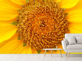 Fototapete Wunderschöne Knospen der Sonnenblume