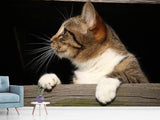 Fototapete XL Katze