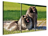 Leinwandbild 3-teilig 2 Wolfsspitz