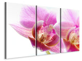 Leinwandbild 3-teilig Prächtige Phalaenopsis