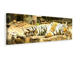 Leinwandbild Panorama Der Sibirische Tiger