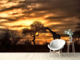 Fototapete African Dreams