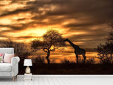 Fototapete African Dreams