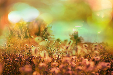 Fototapete Blumenwiese in der Abenddämmerung