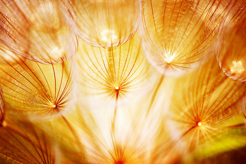 Fototapete Close Up Pusteblume im Licht