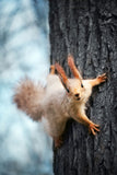 Fototapete Das Eichhörnchen