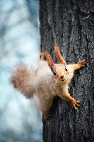 Fototapete Das Eichhörnchen