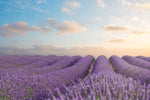 Fototapete Das blühende Lavendelfeld