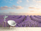 Fototapete Das blühende Lavendelfeld