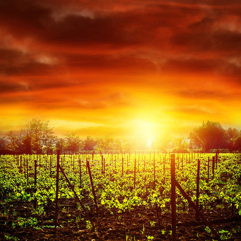 Fototapete Der Weinberg bei Sonnenuntergang