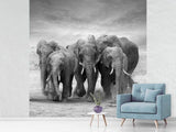 Fototapete Die Elefanten