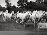 Fototapete Die Mustang Herde