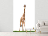 Fototapete Die lange Giraffe