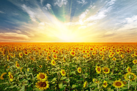 Fototapete Ein Feld voller Sonnenblumen