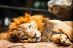 Fototapete Entspannter Löwe