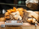 Fototapete Entspannter Löwe