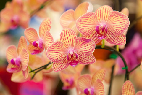 Fototapete Exotische Orchideen