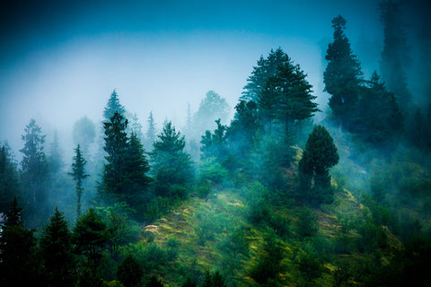 Fototapete Geheimnisvoller Wald