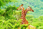 Fototapete Giraffenliebe