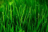 Fototapete Gras mit Morgentau