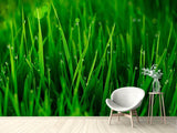 Fototapete Gras mit Morgentau