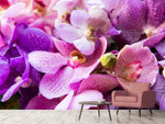 Fototapete Im Orchideenparadies