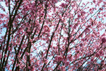 Fototapete Japanische Blütenkirsche